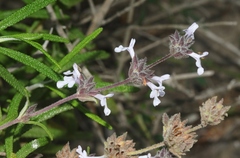 Salvia brandegeei