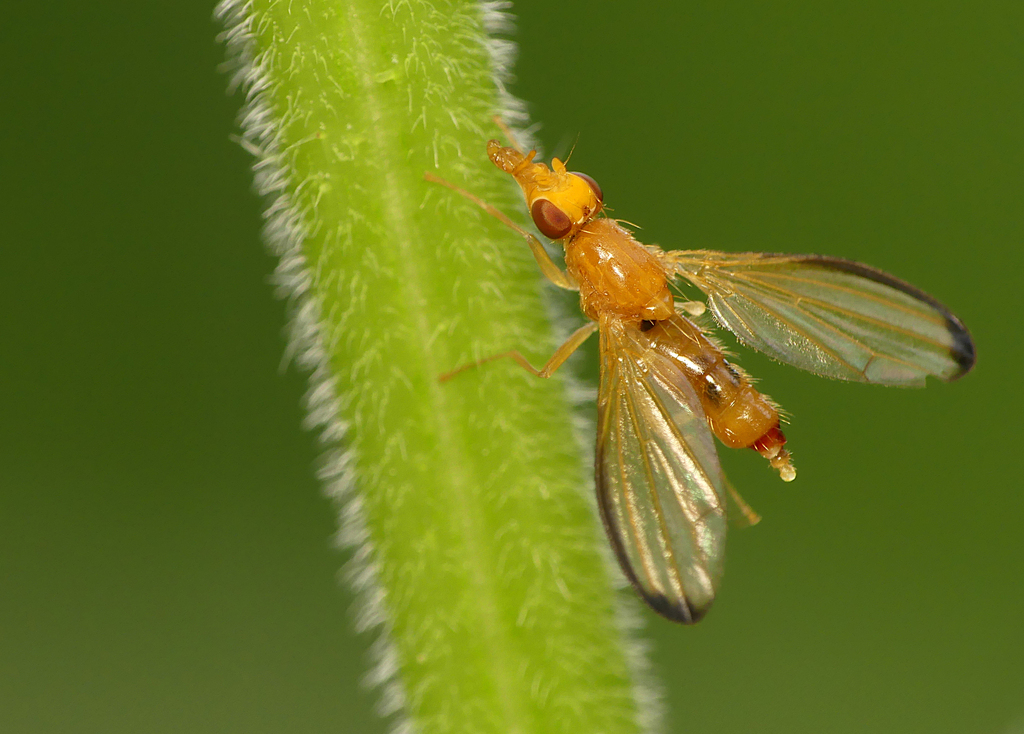 Temnosira saltuum