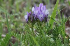 Astragalus agrestis