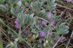 Astragalus tridactylicus