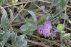 Astragalus tridactylicus