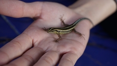 Sphenomorphus sanctus