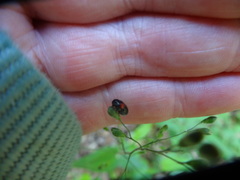 Chilocorus stigma