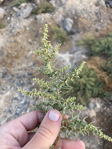 Sea Blite (Suaeda monoica)