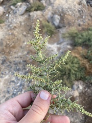 Sea Blite (Suaeda monoica)