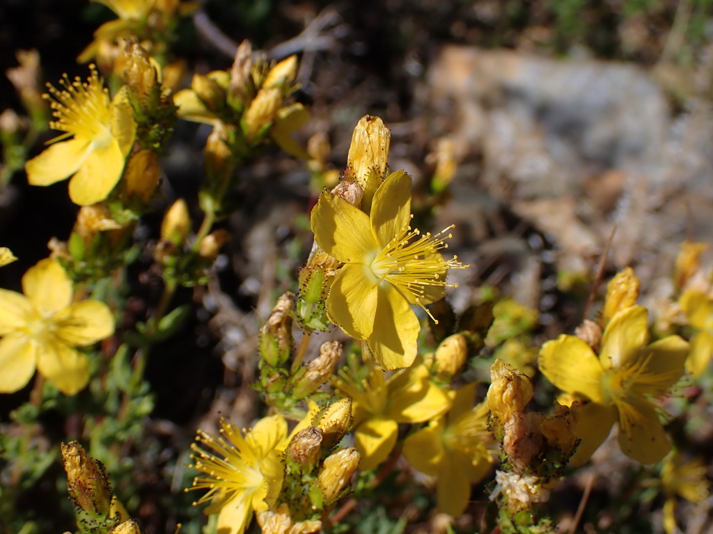 Hypericum confertum (Hypericum confertum)