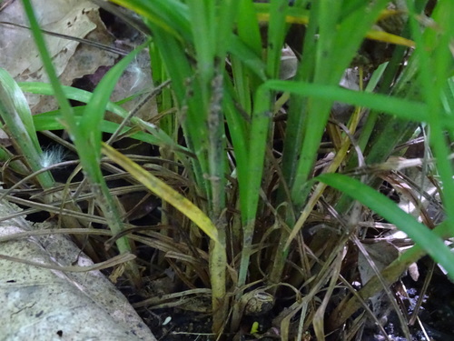 Image of Carex hitchcockiana by no rights reserved
