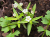 Largeleaf Sandwort - Photo (c) Wendy Feltham, some rights reserved (CC BY-NC), uploaded by Wendy Feltham