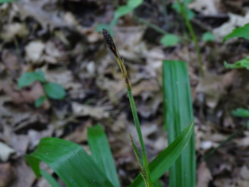 Image of Carex careyana by no rights reserved
