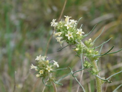 Ipomopsis spicata