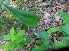 Dichanthelium latifolium