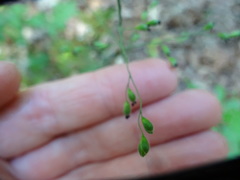 Dichanthelium latifolium