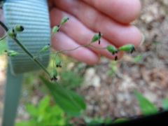 Dichanthelium latifolium