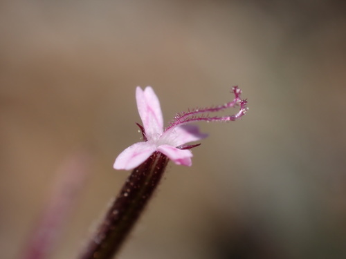 Image of Dianthus nudiflorus by (c) Louis Aureglia, some rights reserved (CC BY)