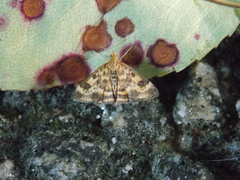 Pyrausta subsequalis