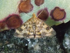 Pyrausta subsequalis