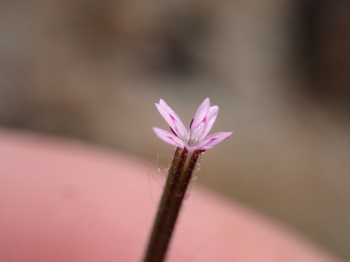Image of Dianthus nudiflorus by (c) Louis Aureglia, some rights reserved (CC BY)