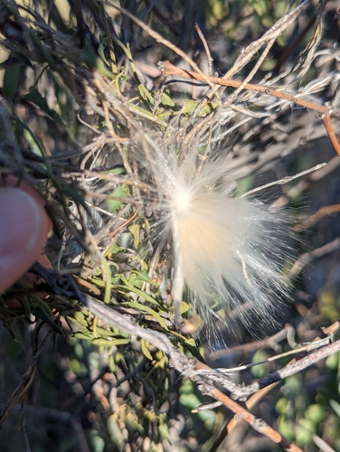 Image of Matelea parvifolia by (c) Rachel Stringham, some rights reserved (CC BY)