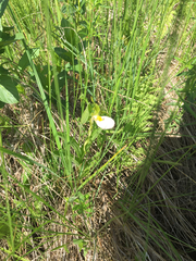 Cypripedium candidum