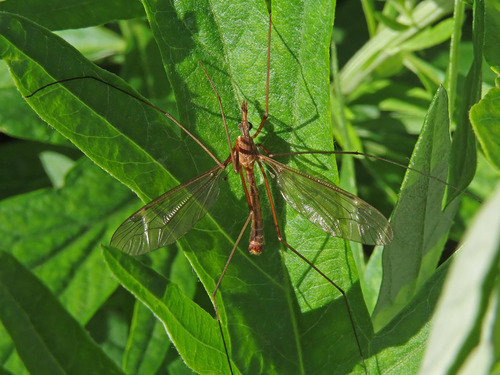 iNaturalist observation photo of Tipulinae