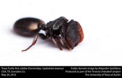 Cephalotes texanus