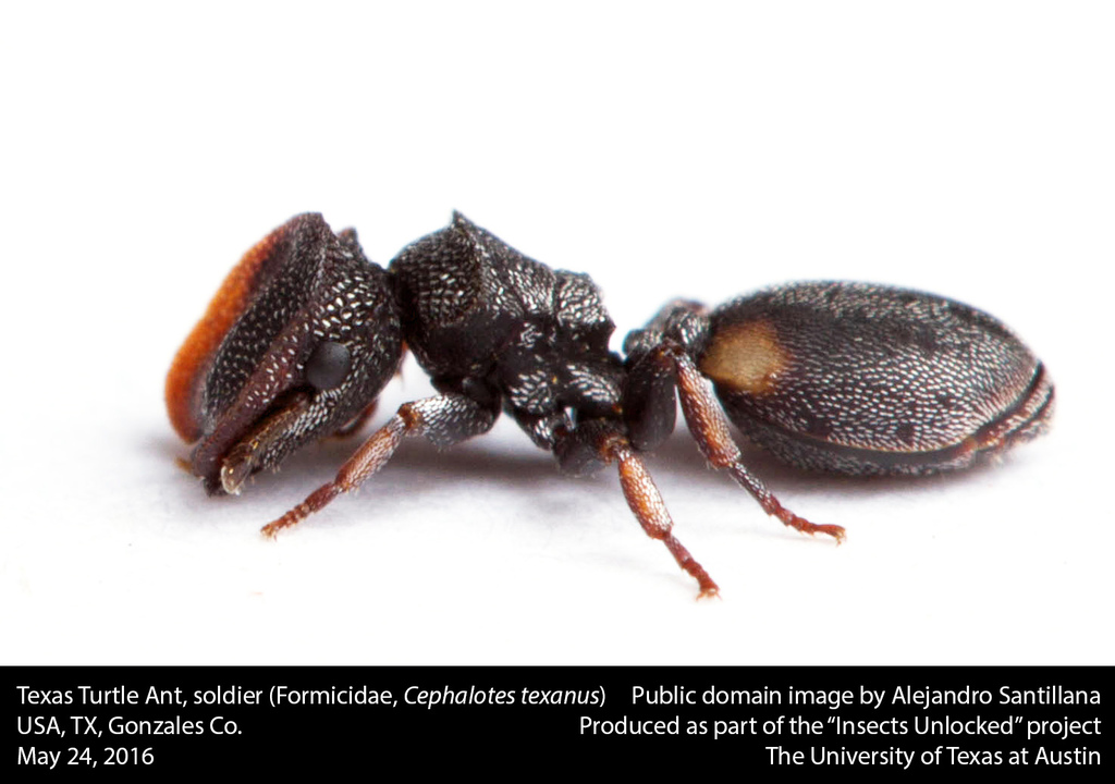 Texanus-group Turtle Ants