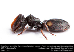 Cephalotes texanus