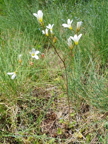 Meadow Saxifrage