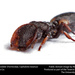 Cephalotes texanus - Photo (c) Alejandro Santillana,  זכויות יוצרים חלקיות (CC BY-NC), uploaded by Alejandro Santillana