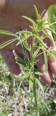 Pediomelum tenuiflorum