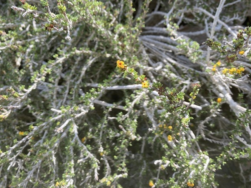 Saltwater Bush
