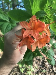 Rhododendron calendulaceum