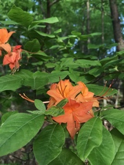 Rhododendron calendulaceum