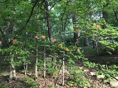 Rhododendron calendulaceum