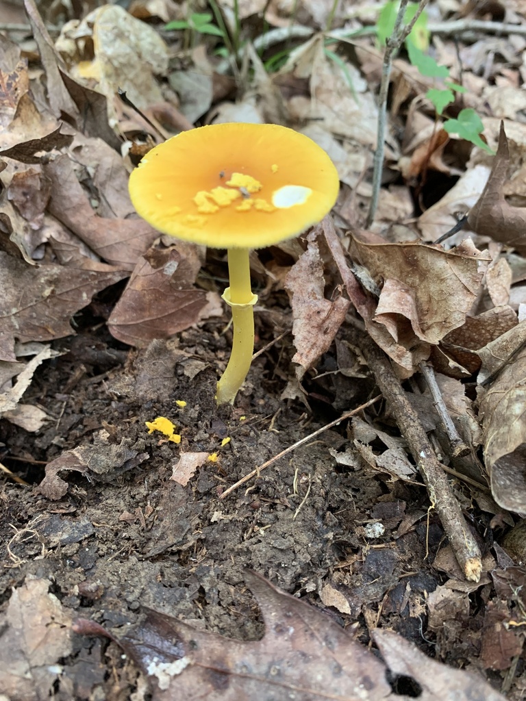 Amanita sp. 'flavoconia-04'
