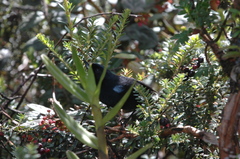 Diglossa lafresnayii