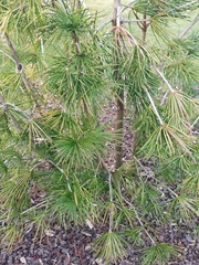 Sciadopitys verticillata