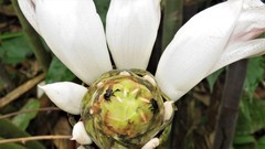 Costus arabicus