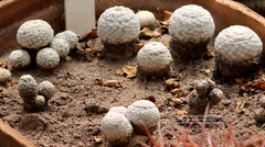 Mammillaria herrerae