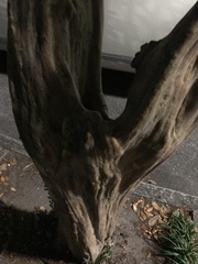 Lagerstroemia indica