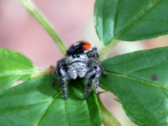 Phidippus insignarius