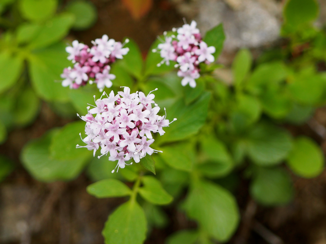 Valeriana sitchensis ssp. scouleri