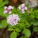 Valeriana sitchensis scouleri - Photo (c) Wendy Feltham, algunos derechos reservados (CC BY-NC), subido por Wendy Feltham