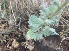 Phacelia grandiflora