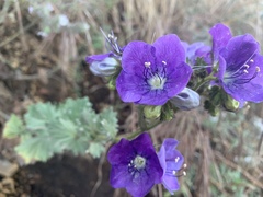 Phacelia grandiflora