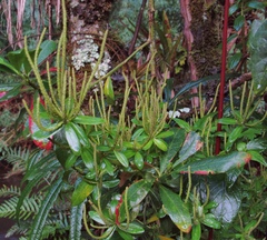Peperomia peltigera