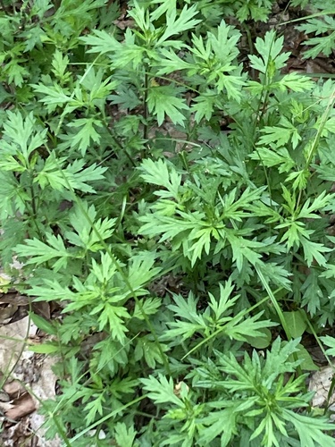 Artemisia vulgaris