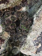 Cunjevoi photo 4