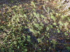 Myriophyllum robustum