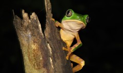 Callimedusa tomopterna